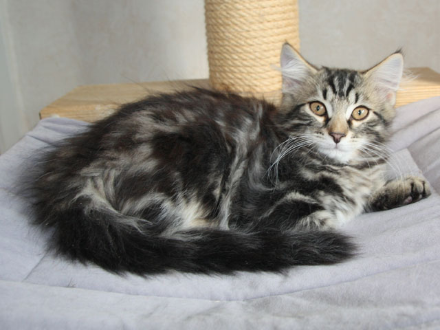 Demian